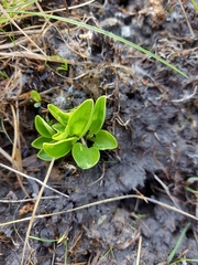 Parnassia glauca