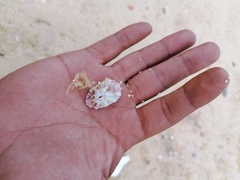 Fissurella microtrema