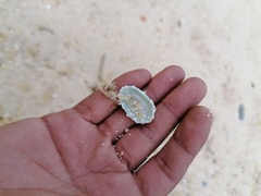 Fissurella microtrema