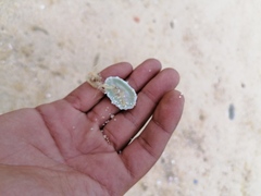 Fissurella microtrema