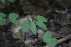Oxalis
