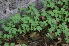 Oxalis