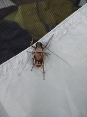 Cyphoderris