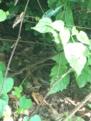 Psammophis orientalis