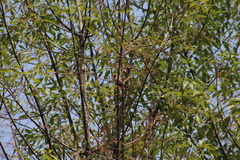 Haemorhous mexicanus