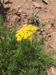 Musineon tenuifolium
