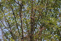 Haemorhous mexicanus