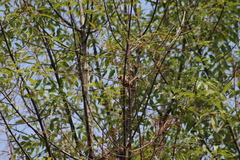 Haemorhous mexicanus