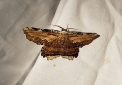 Lytrosis