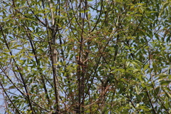 Haemorhous mexicanus