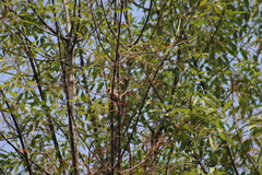 Haemorhous mexicanus