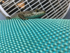 Trachylepis maculilabris