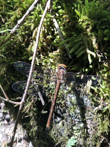 Cinnamon Shadowdragon photo 3