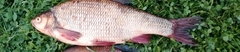 Leuciscus idus