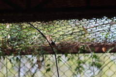 Psaltriparus minimus