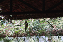 Psaltriparus minimus