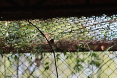 Psaltriparus minimus