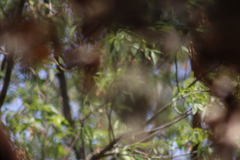Turdus migratorius