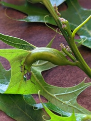 Melikaiella tumifica