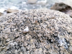 Echinolittorina modesta