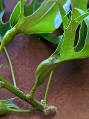 Melikaiella tumifica