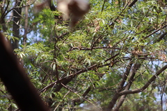 Turdus migratorius