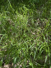 Carex scabrata