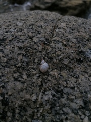 Echinolittorina modesta