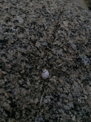 Echinolittorina modesta