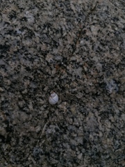 Echinolittorina modesta