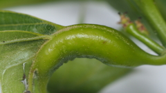 Melikaiella tumifica