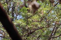 Turdus migratorius