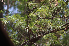 Turdus migratorius
