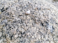 Echinolittorina modesta