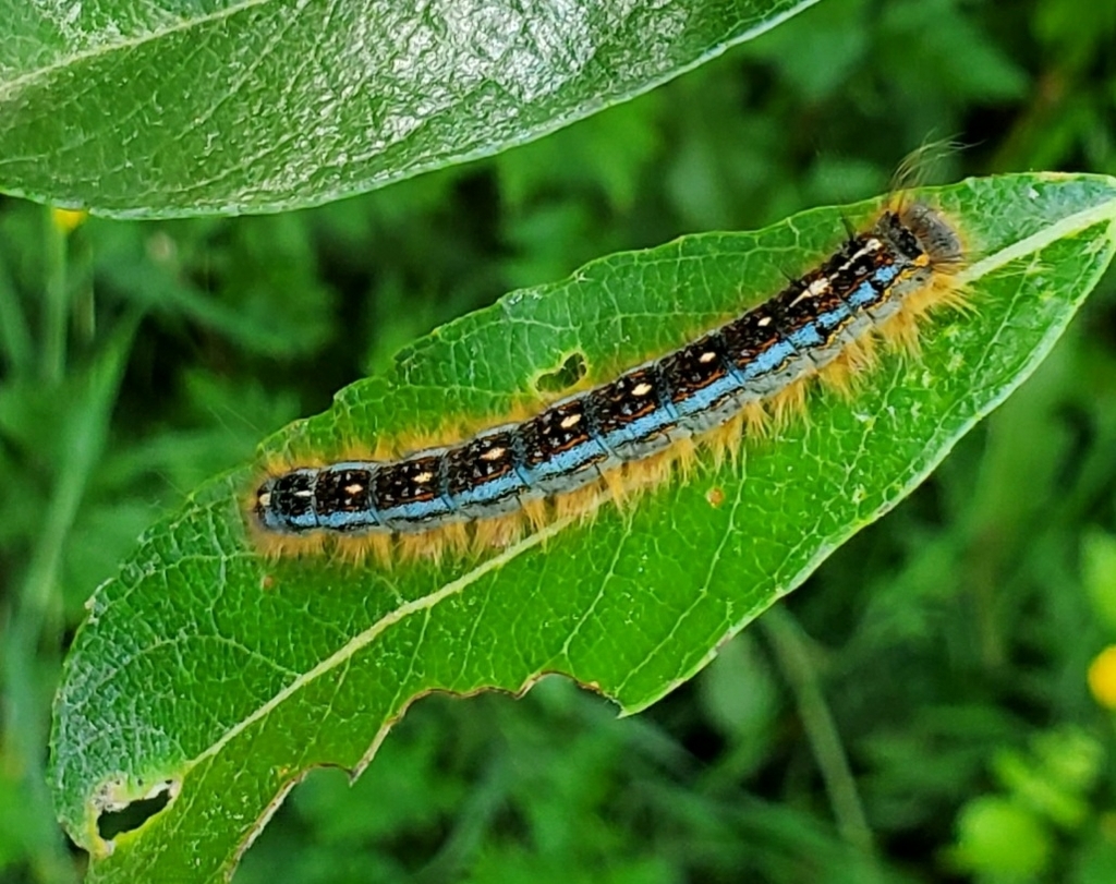 Forest Tent Caterpillar Moth from Eureka, CA 95503, USA by R. Scott