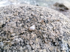 Echinolittorina modesta