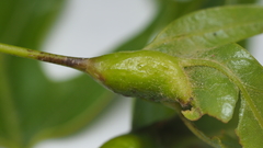 Melikaiella tumifica