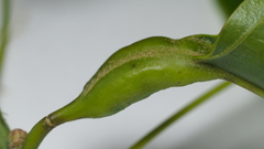 Melikaiella tumifica