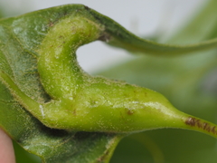 Melikaiella tumifica