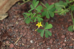 Oxalis