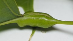 Melikaiella tumifica