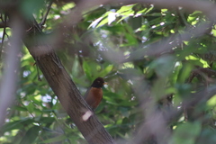 Turdus migratorius
