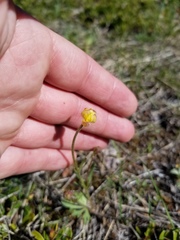 Ranunculus pedatifidus affinis