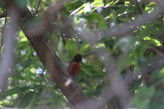 Turdus migratorius