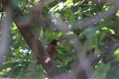 Turdus migratorius