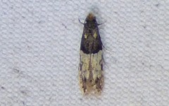 Tineidae clade b