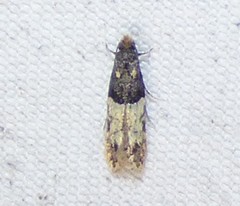 Tineidae clade b