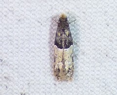 Tineidae clade b
