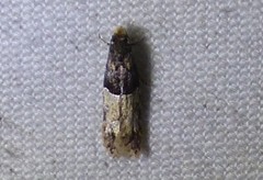 Tineidae clade b