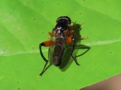 Chalcosyrphus curvaria